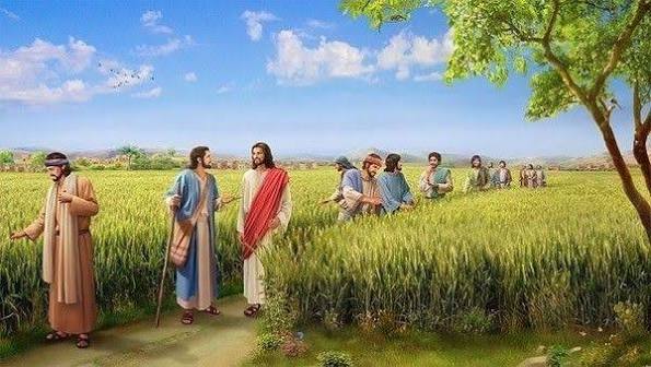 Jésus vint à passer à travers les champs de blé...
