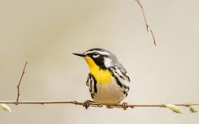 Select from premium yellow throated warbler of the highest quality. Yellow Throated Warbler Audubon Field Guide