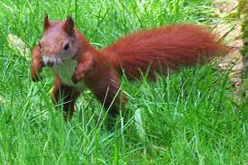 Eichhörnchen dürfen nicht in menschlichen behausungen gehalten werden. Portrat Eichhornchen Nabu