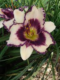 Daylily * hemerocallis blueberry sundae stamile, 1997 * syn: Oak Hill Daylilies Blueberry Sundae