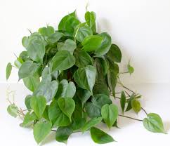 Browse 971 philodendron stock photos and images available, or search for philodendron plant or philodendron selloum to find more great stock photos and pictures. Know Your Plants How To Tell The Difference Between A Philodendron And A Pothos Stamen Stem