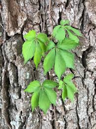 Image result for Vitaceae