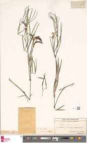 Image result for Rhabdophyllum welwitschii