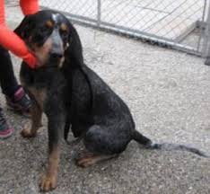 Black And Tan Coonhound Puppies For Sale In Pa Adopt Connor On Petfinder Bluetick Coonhound Coonhound Spca