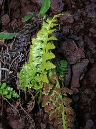 Image result for Asplenium adiantum-nigrum