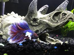 Places elephant butte, new mexico community organizationgovernment organization official site of the city of elephant. Reddit Meet Roscoe My Elephant Ear Betta Bettafish