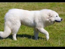 Black And White Great Pyrenees Great Video A Strong White Dog Vs Four Black Dogs Silnaya Belaya Sob Great Pyrenees Dog Dog Breeds Large Dog Breeds