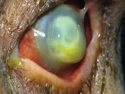 Cats do not develop indolent ulcers. Winning The Battle Against Corneal Ulcers