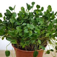 Image result for Falkia