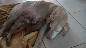 We did not find results for: Mammary Tumor And Pregnancy Youtube