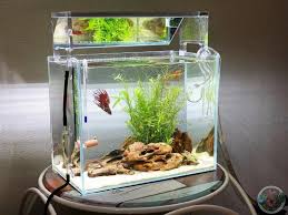 Simple Betta Tank Setup Betta Tank Betta Fresh Water Fish Tank