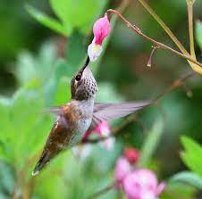Hummingbird And Bleeding Heart Flower Bleeding Heart Hummingbird Flowers Flowers That Attract Hummingbirds