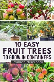 Where can i buy miniature fruit trees? 10 Easy Fruit Trees To Grow In Containers Fruit Trees Fast Growing Trees Fruit Plants