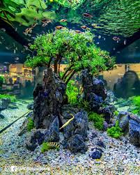 What Kind Of Fish Would You Add To This Scape All Credit To Faaoaquascaping On Instagram As The Owner Of Thi With Images Nature Aquarium Aquascape Aquascape Aquarium