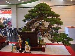 Image result for Pemphis