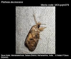 Image result for Englerina woodfordioides
