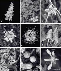 Image result for Hydrostachys insignis