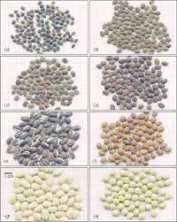 Lablab bean, also known as egyptian bean, is a rich annual vine that produces very aromatic flowers and lovely decorative fruit. Seeds Of Representative Accessions For Lablab Purpureus Forms A Download Scientific Diagram