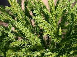 Information and translations of sicheltanne in the most comprehensive dictionary definitions resource on the web. Sicheltanne Compressa Cryptomeria Japonica Compressa Baumschule Horstmann