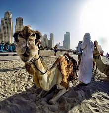 Tours, tickets, hours, address, marina beach reviews: Pin On Dubai Bilder