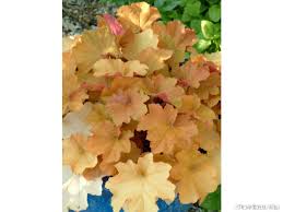 Heuchere Caramel Silence Ca Pousse Dolce® vs primo® heuchera series | walters gardens. heuchere caramel silence ca pousse