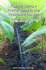 The answer to when to water plants in the vegetable garden actually has two answers. Using A Soaker Hose To Water Your Vegetable Garden The Links Site