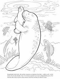 Printable Enjoyable Inspiration Manatee Coloring Pages Page For Kids Free Printable Picture This Features A Group Of Coloring Pages Coloring Pictures Drawings
