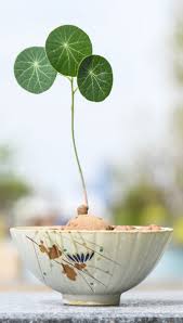 Image result for Salacia erecta