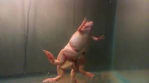 Jul 26, 2018 · these clever little guys can get out of your tank if they put their minds to it, so make sure you have a tight lid on. Albino African Clawed Frogs Laying Eggs Youtube