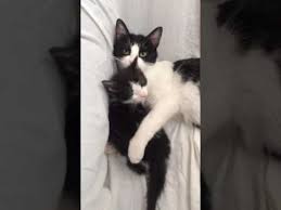 Disi Kedi Vs Erkek Kedi Kedi Sahiplenmeden Once Mutlaka Izleyin Youtube