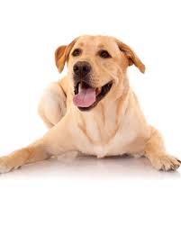 Oct 28, 2019 · the laboratory that tests the blood sample usually sends the results back to the doctor's office. 10 Best Dog Breeds For Runners Modern Dog Magazine