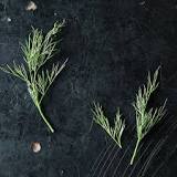 What is a frond of dill?