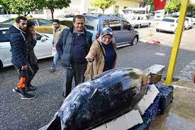 balik hali nde 300 kiloluk dev orkinos manset aydin