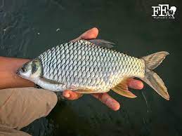Check spelling or type a new query. Fly Fishing In Malaysia For Silver Barb Fly Fishing Asia