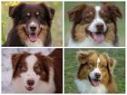 Red Australian Shepherd Puppies for Sale - DogsNow