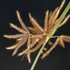 Image result for Bolboschoenus glaucus