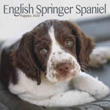 The merry english toy spaniel was bred to be the companion of kings. English Springer Spaniel Puppies Mini Square Wall Calendar 2 Amazon De Burobedarf Schreibwaren