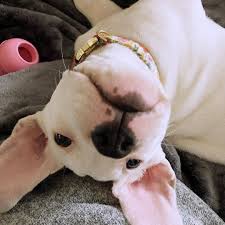 Adorable pit bull puppies Near me