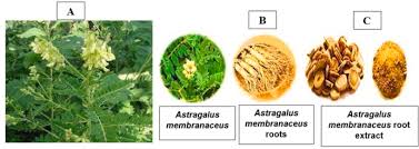 Image result for Astragalus