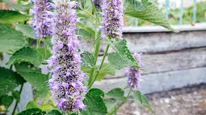 We did not find results for: Fall Flowers Fall Blooming Flowers And What To Plant In Fall