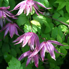 Check spelling or type a new query. Clematis Try Me