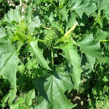 Image result for Datura stramonium