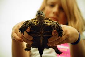 Port Townsend Rhododendron Festival 2016: Results & photos