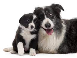At the beginning of the epidemic, when there was only one registered case of infection in the country, we had an appointment with a border collie breeder. Know The Border Collie Temperament And Don T Get Out Smarted