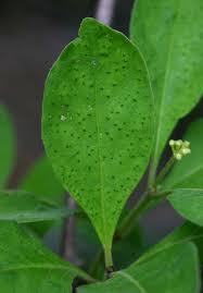 Image result for Psychotria kirkii