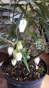 Check spelling or type a new query. Garden Plants Ireland Photos Facebook