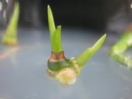 Image result for plant tissue culture