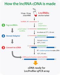 Cdna synthesis usually after we have extracted rna from tissue we will synthesize cdna from we use the promega kit to synthesize cdna in a total reaction volume of 20ul. Human Lncrna Profiler 96 Well Real Time Qpcr Array Kit Incl Primer Set Cdna Synthesis Kit And Sybr Green Reagents 20 Complete Profiles