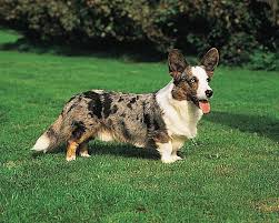 Cardigan Welsh Corgi | breed of dog ...