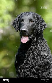 Image result for curly coated retrívr